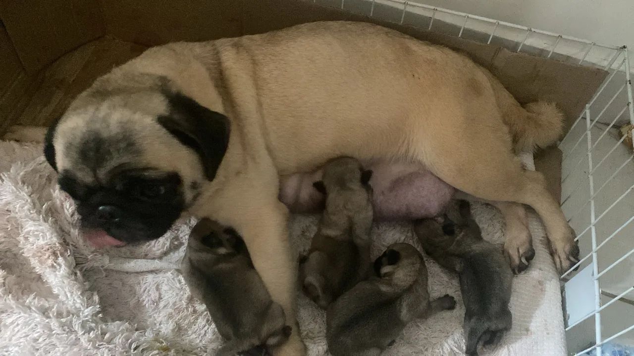 Cachorros de raça pug e buldogue francês com pedigree 