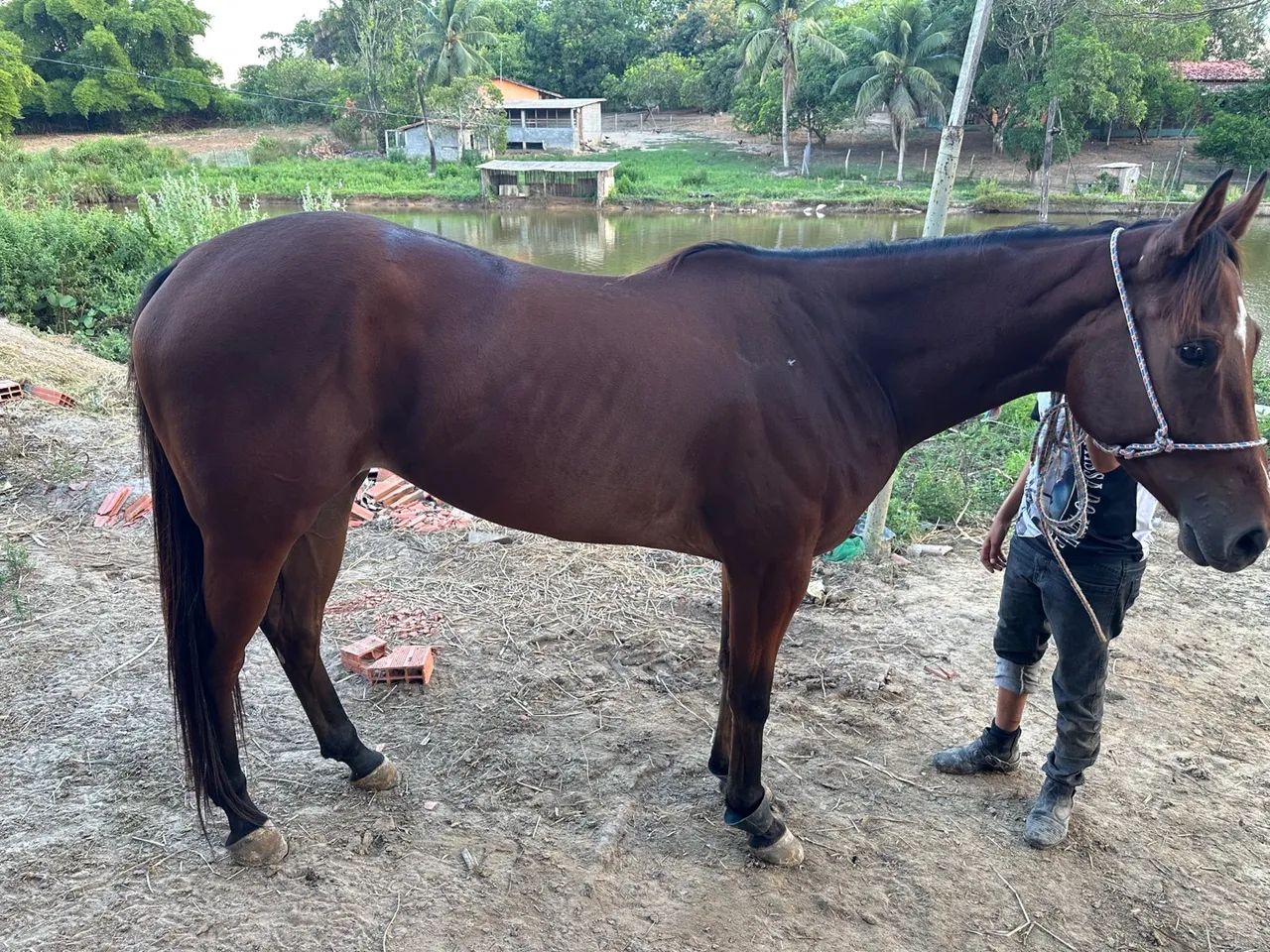 Égua Qm Po  - Foto 4