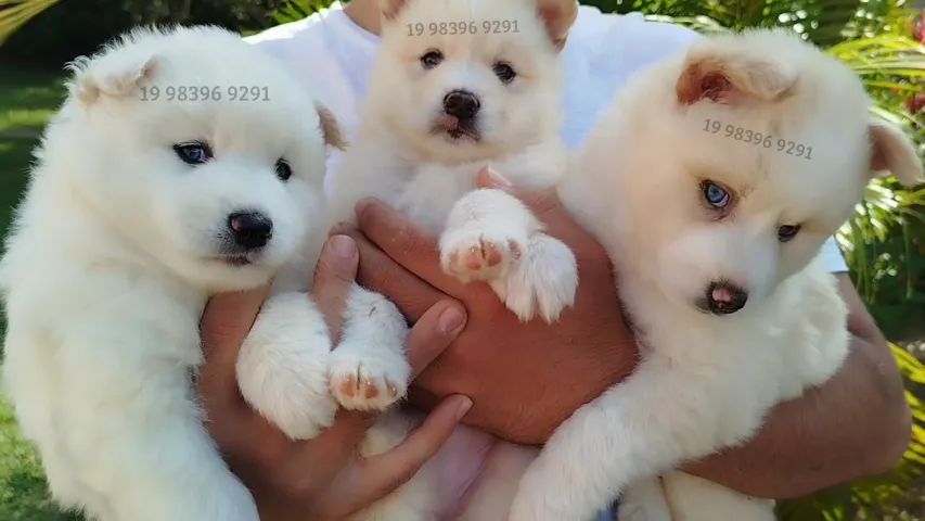 Mini Huskys disponiveis - Mistura de Husky Siberiano com Lulu da Pomerania