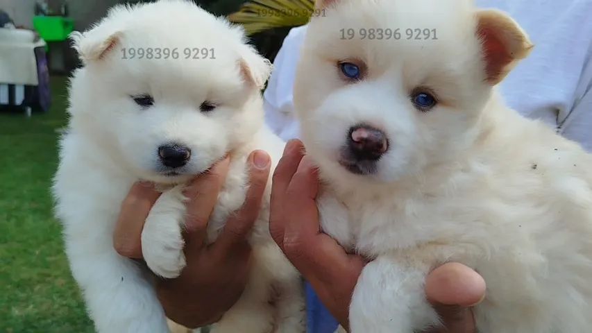 Mini Huskys disponiveis - Mistura de Husky Siberiano com Lulu da Pomerania - Foto 3