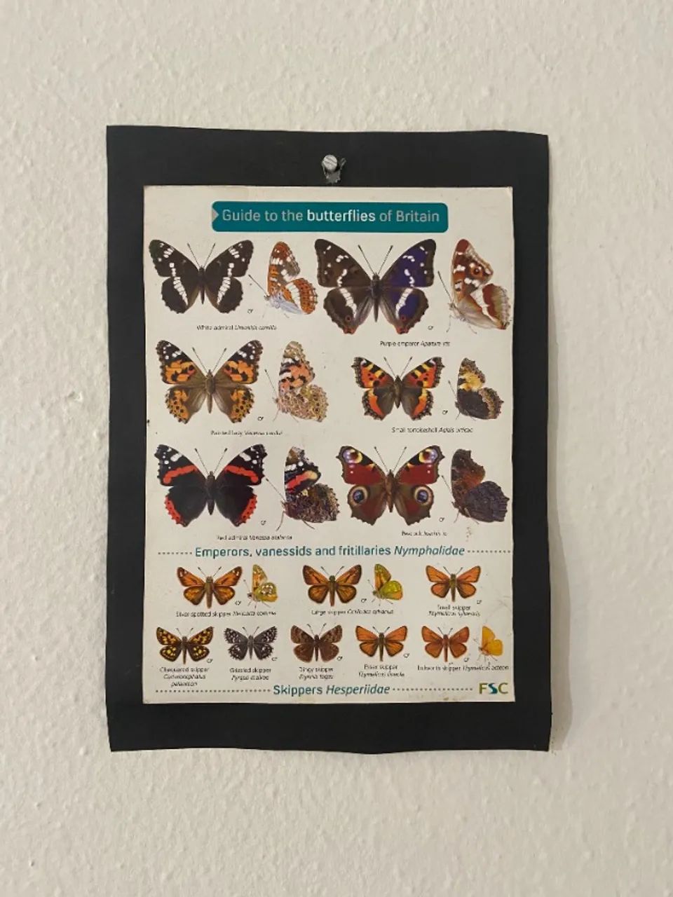 Poster de borboleta - Foto 2