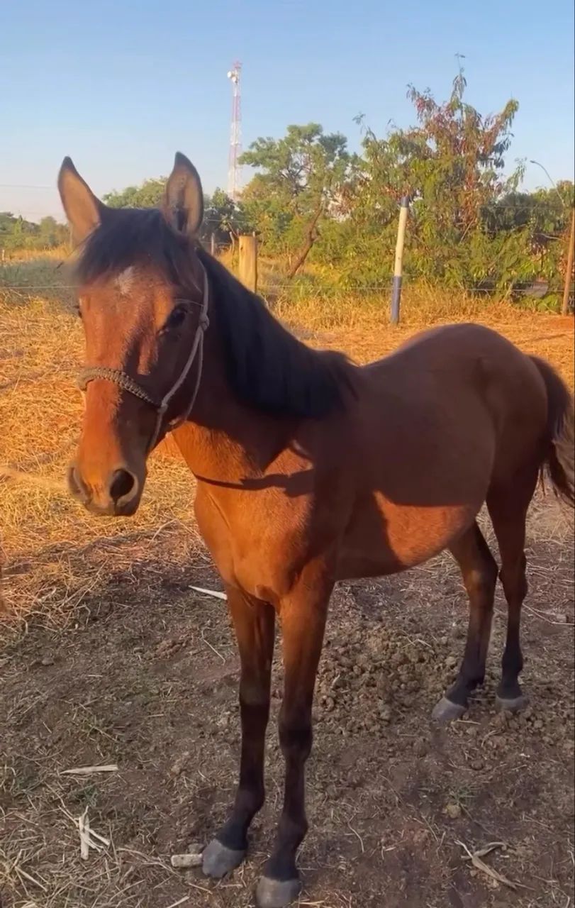 Potro de macha batida 