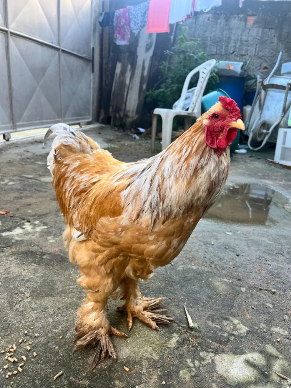 Galo brahma , galo de raça 