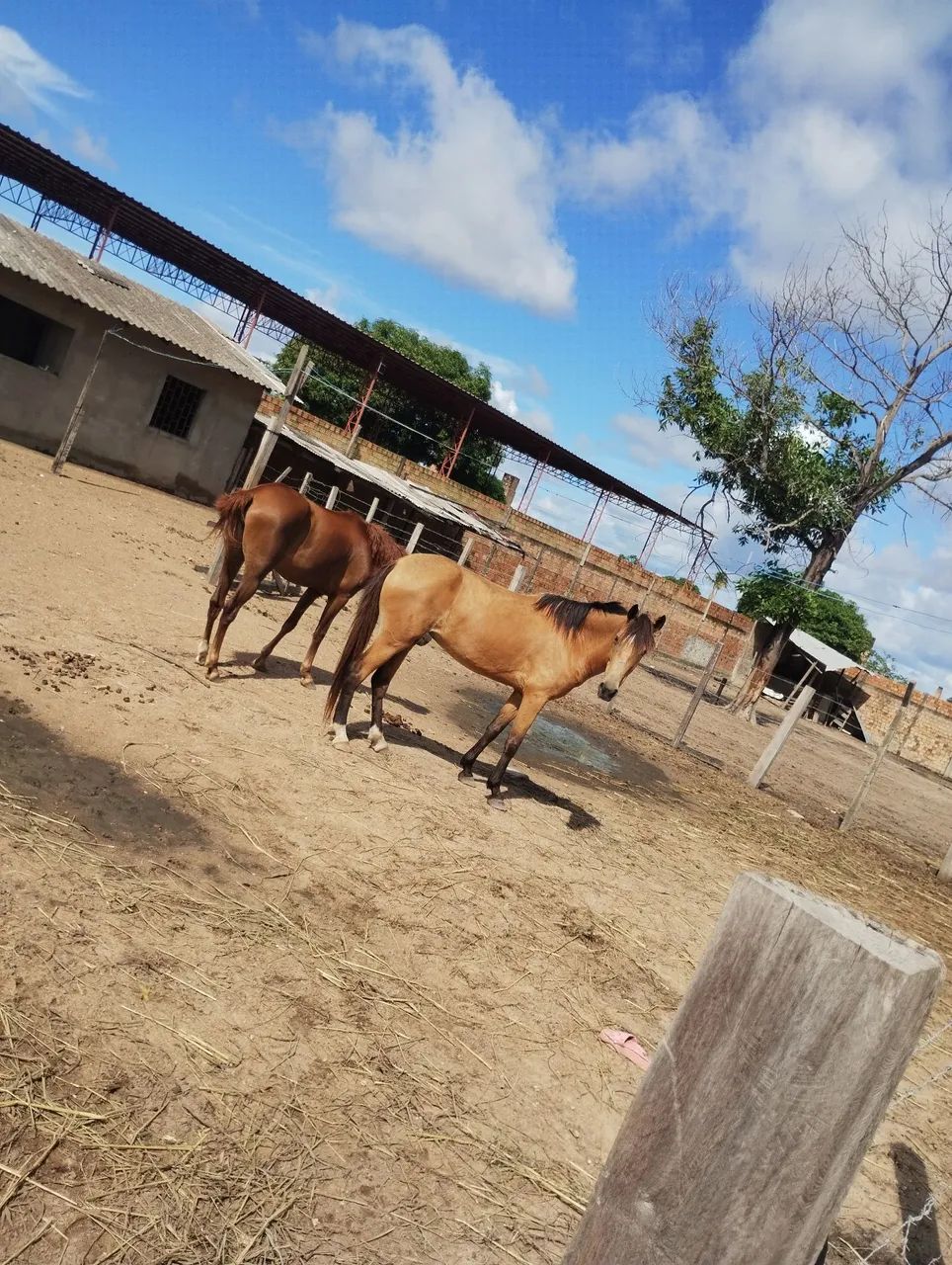 Éguas para trabalho  - Foto 2