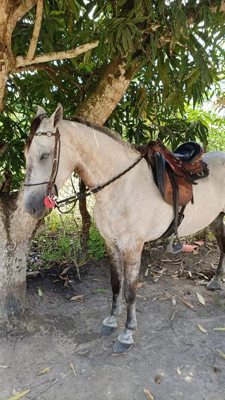 Cavalo Marcha Picada 7 anos - Foto 3