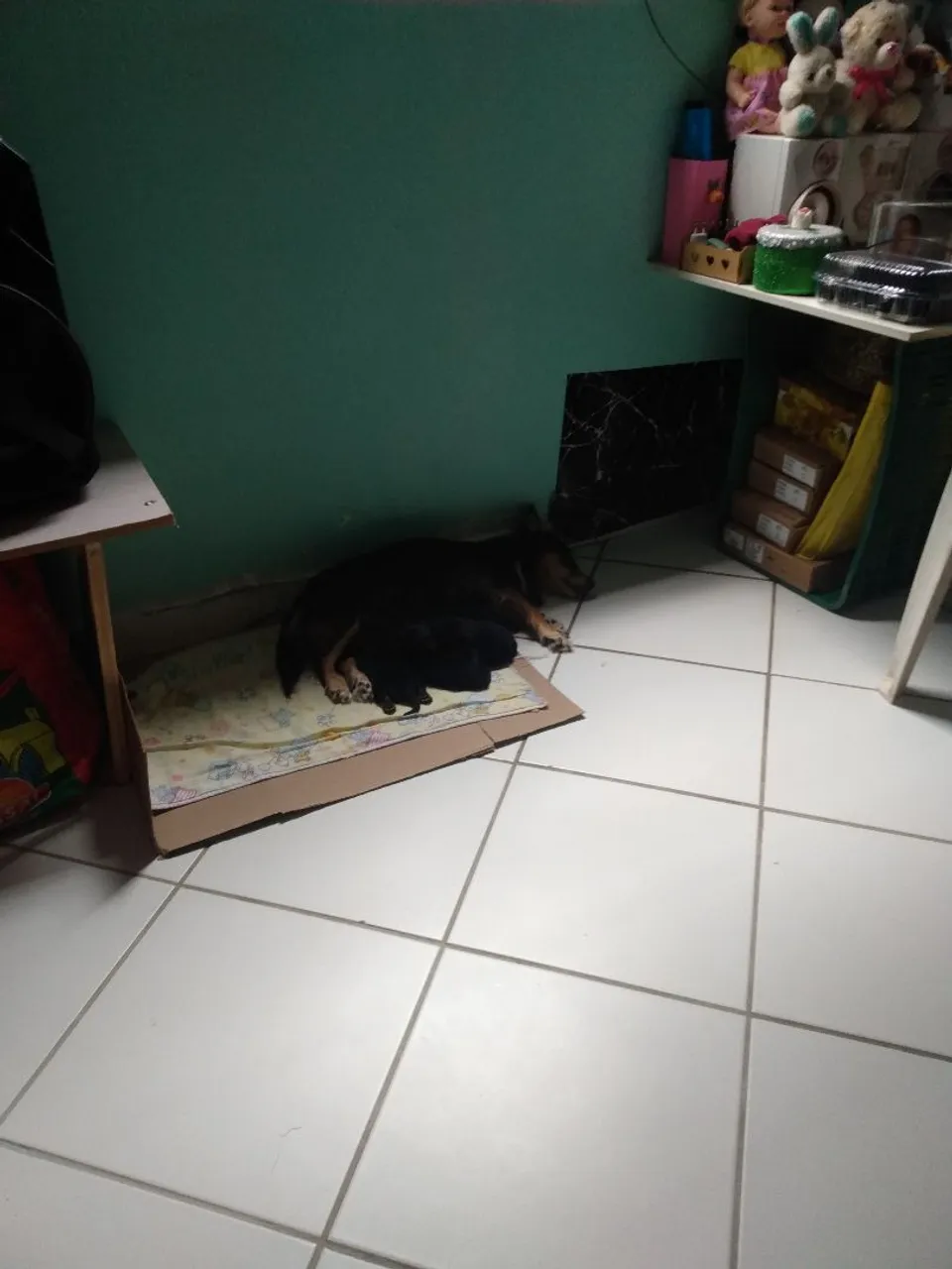 Filhotes de Cachorro
