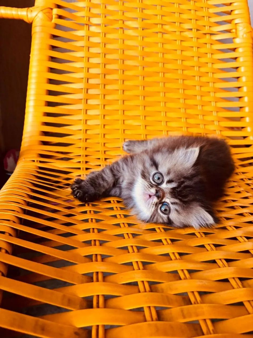 Vendo filhote de gato persa  - Foto 2