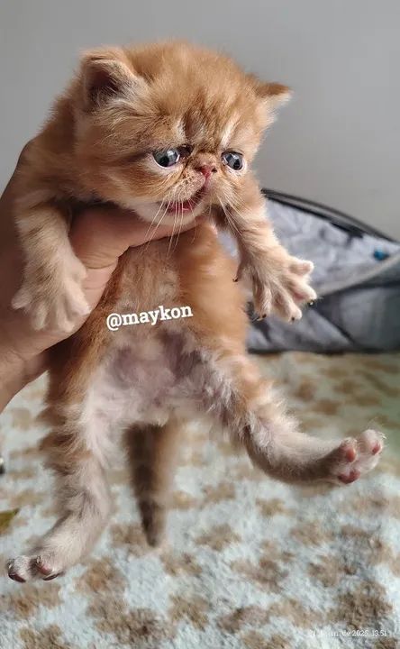 Filhote Persa - Foto 3