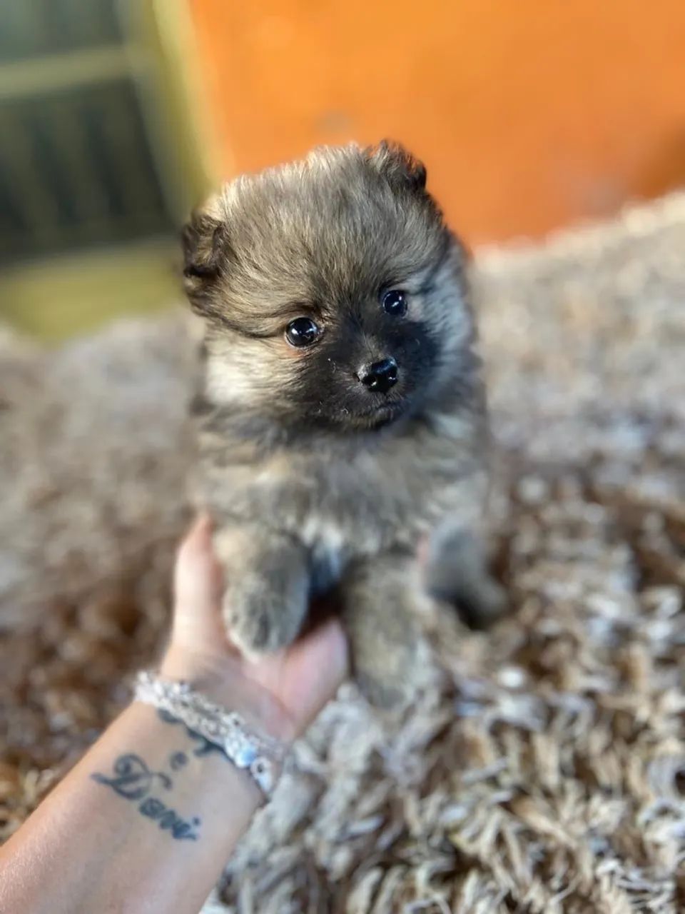 Spitz alemão (Lulu da Pomerânia) anão - Foto 2