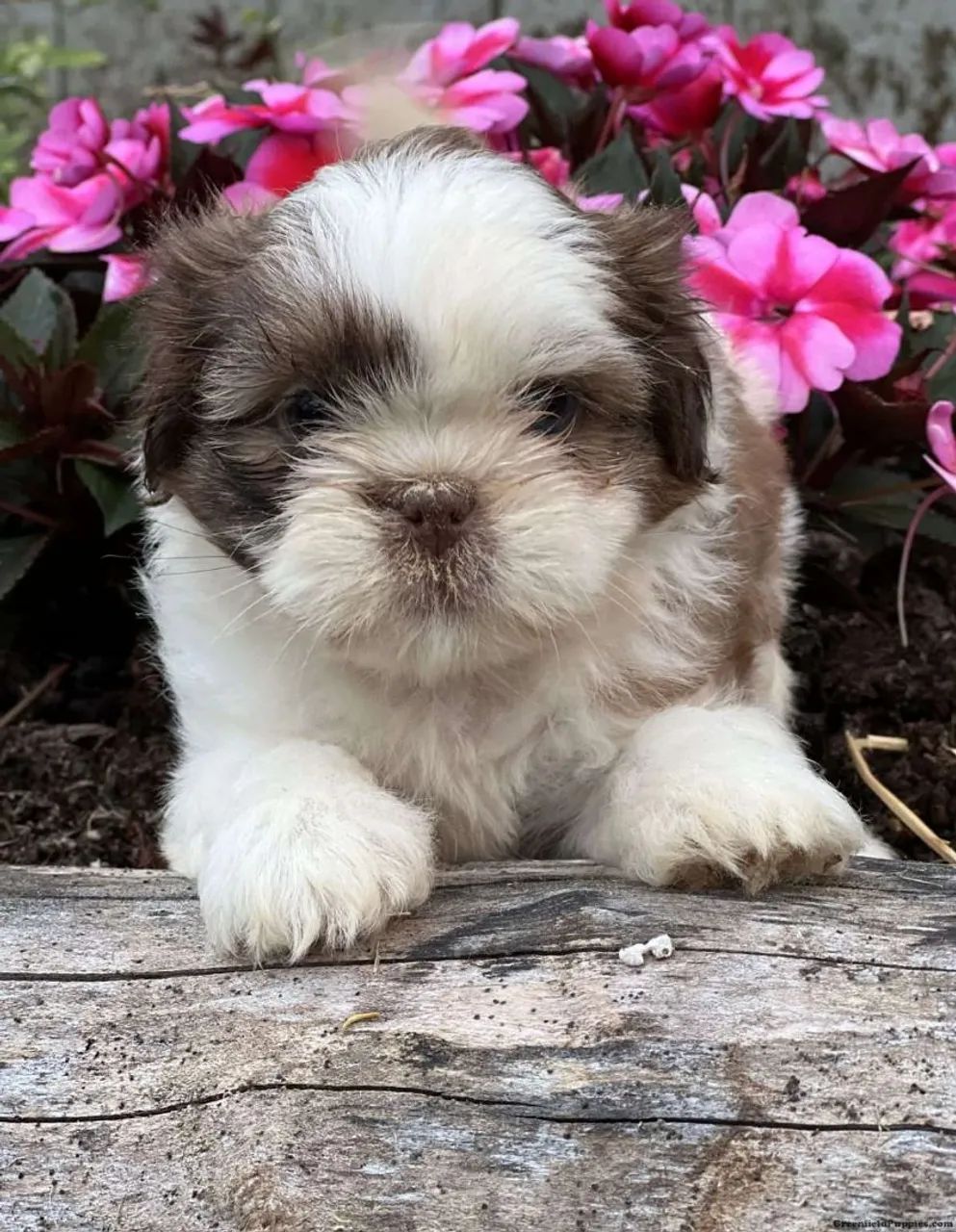 Shihtzu Filhotes obediente 