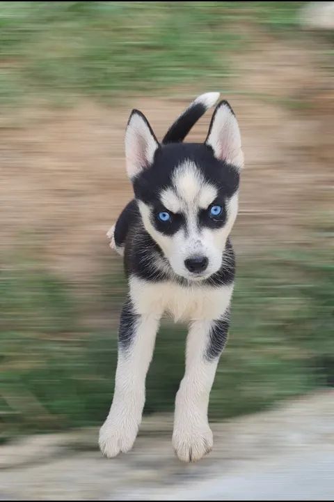 Husky Siberiano! - Foto 5