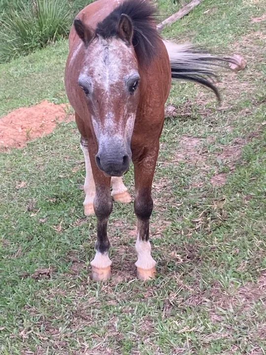 Potro Miniatura -  - Foto 5