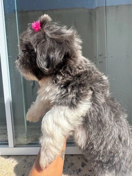 Shitzu Femea Blue - Foto 2