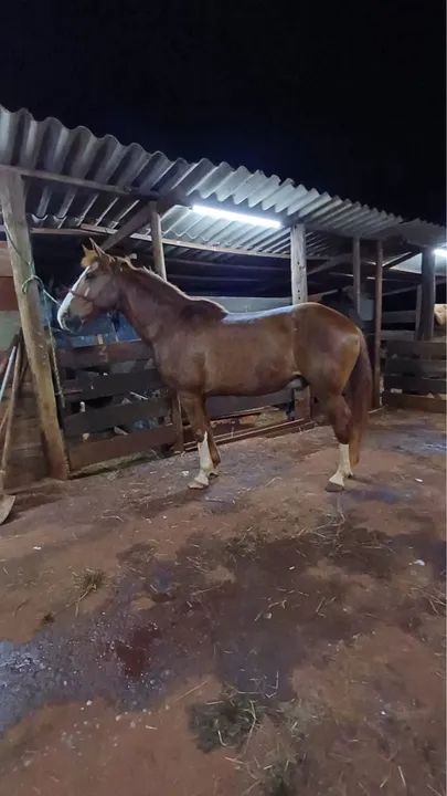 Cavalo manso bom para passeio! - Foto 3