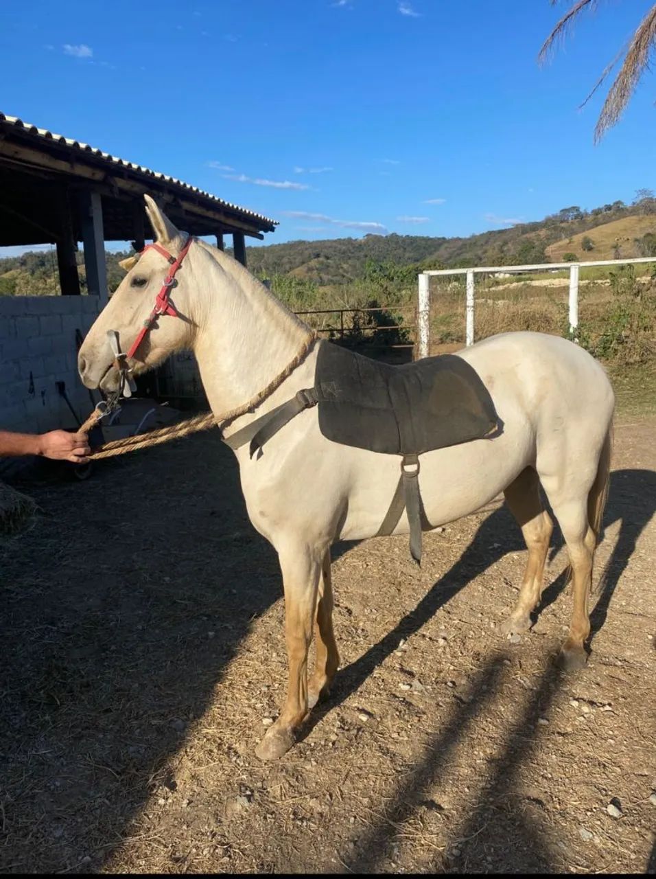 Égua Mangalarga  - Foto 3