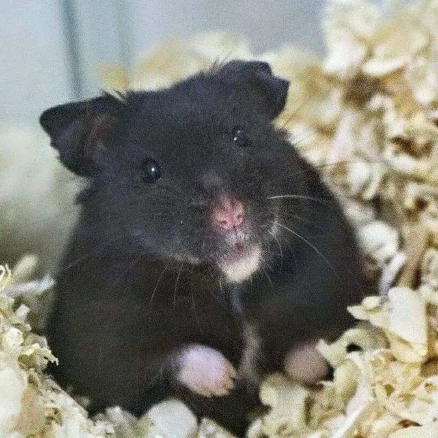 hamster sirio e sirio angora - Foto 6