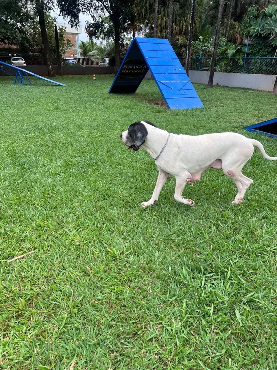 Dogue alemão fêmea 