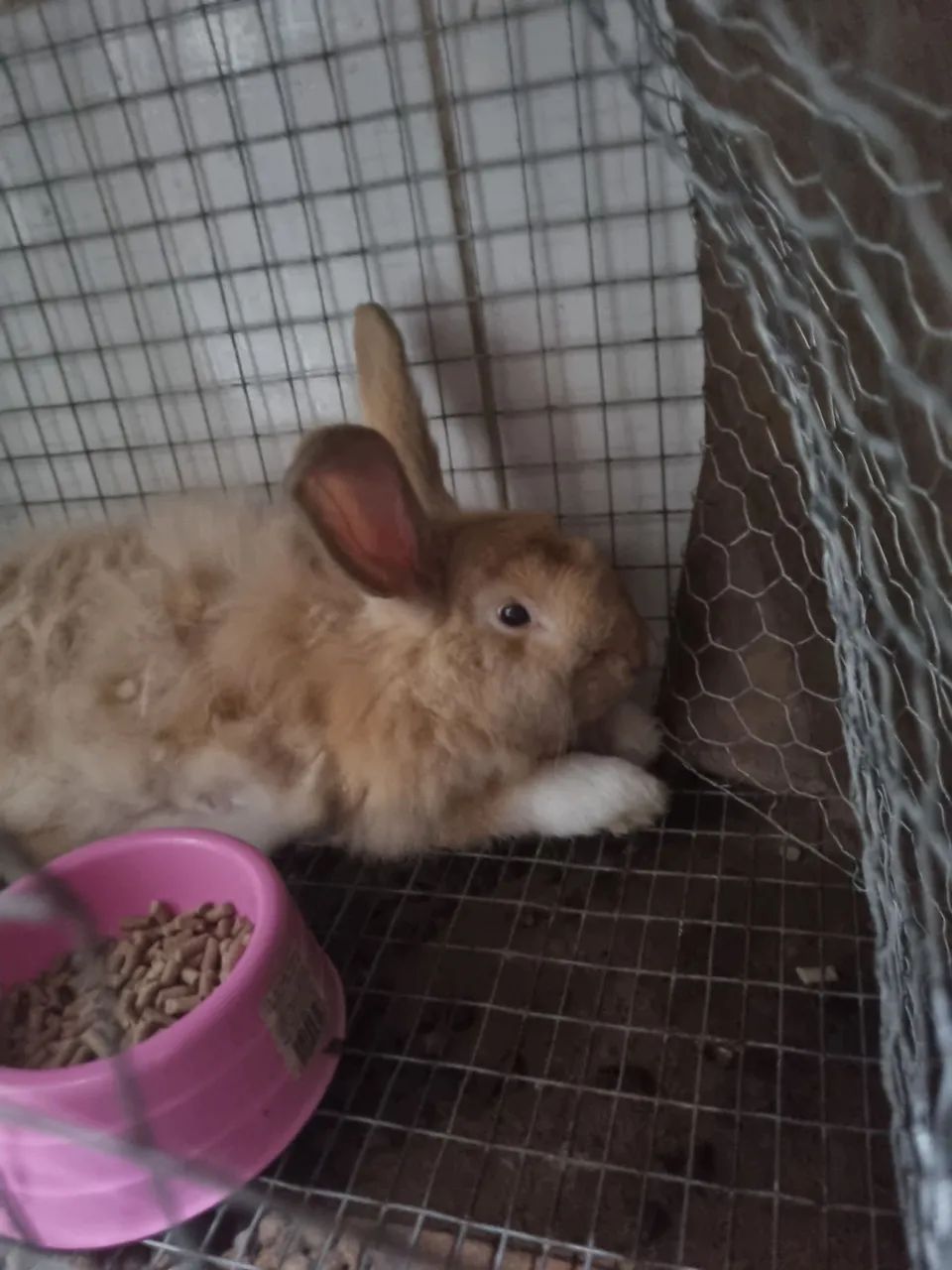 Coelhos macho adulto