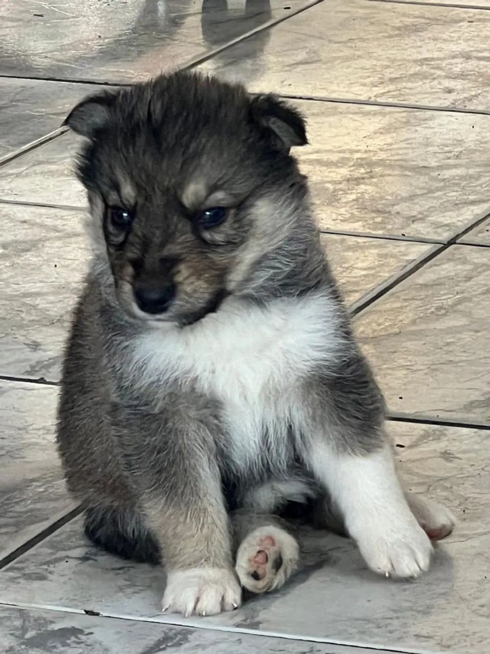 Filhotes de husky  - Foto 5