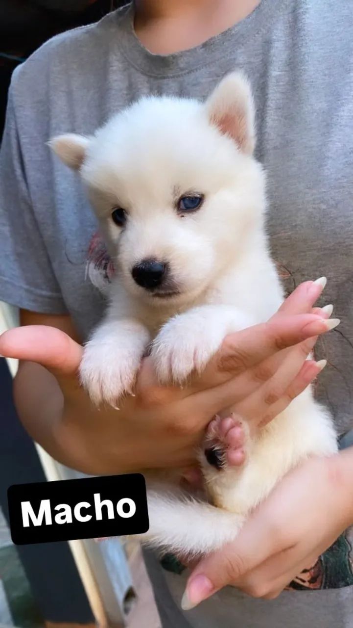 Lindos Husky siberiano  - Foto 4