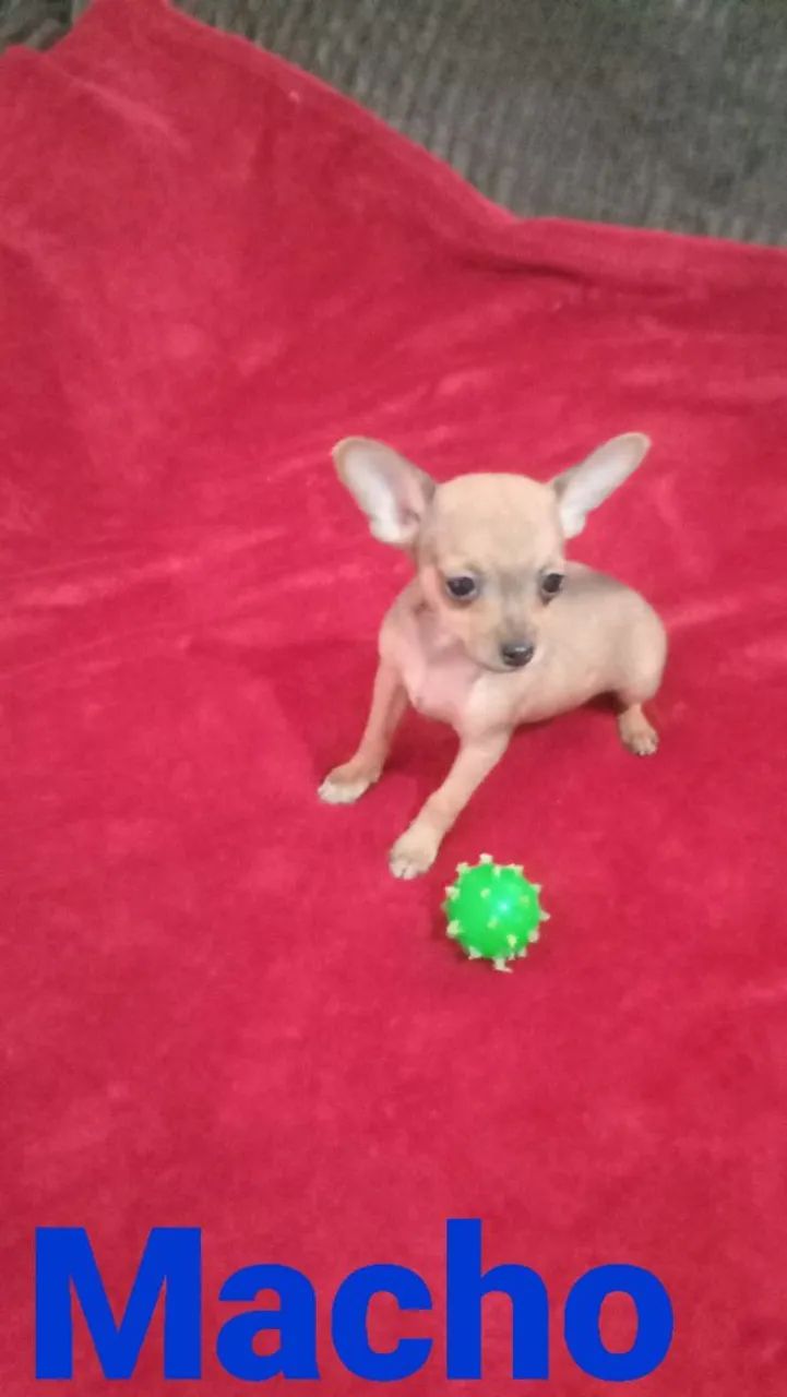 Pinscher zero  - Foto 3