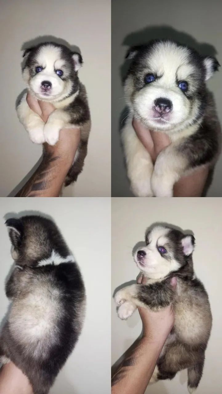 Cachorro  - Foto 2