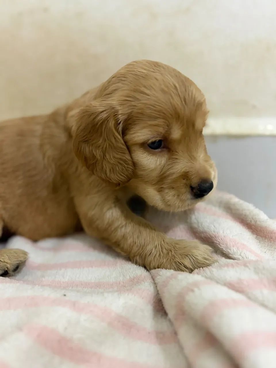 cocker spaniel inglês  - Foto 3