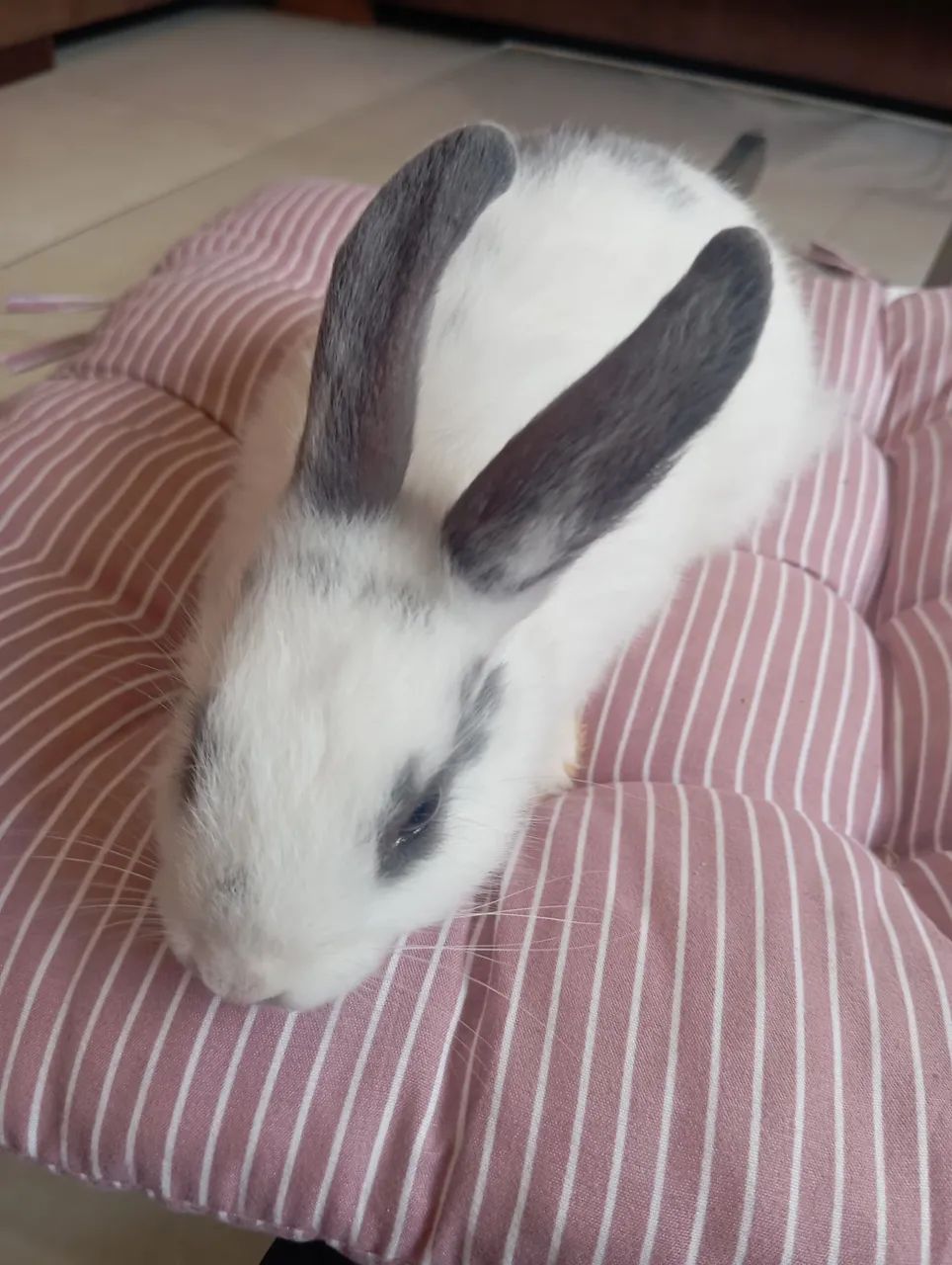 Lindos coelhinhos à venda  - Foto 2