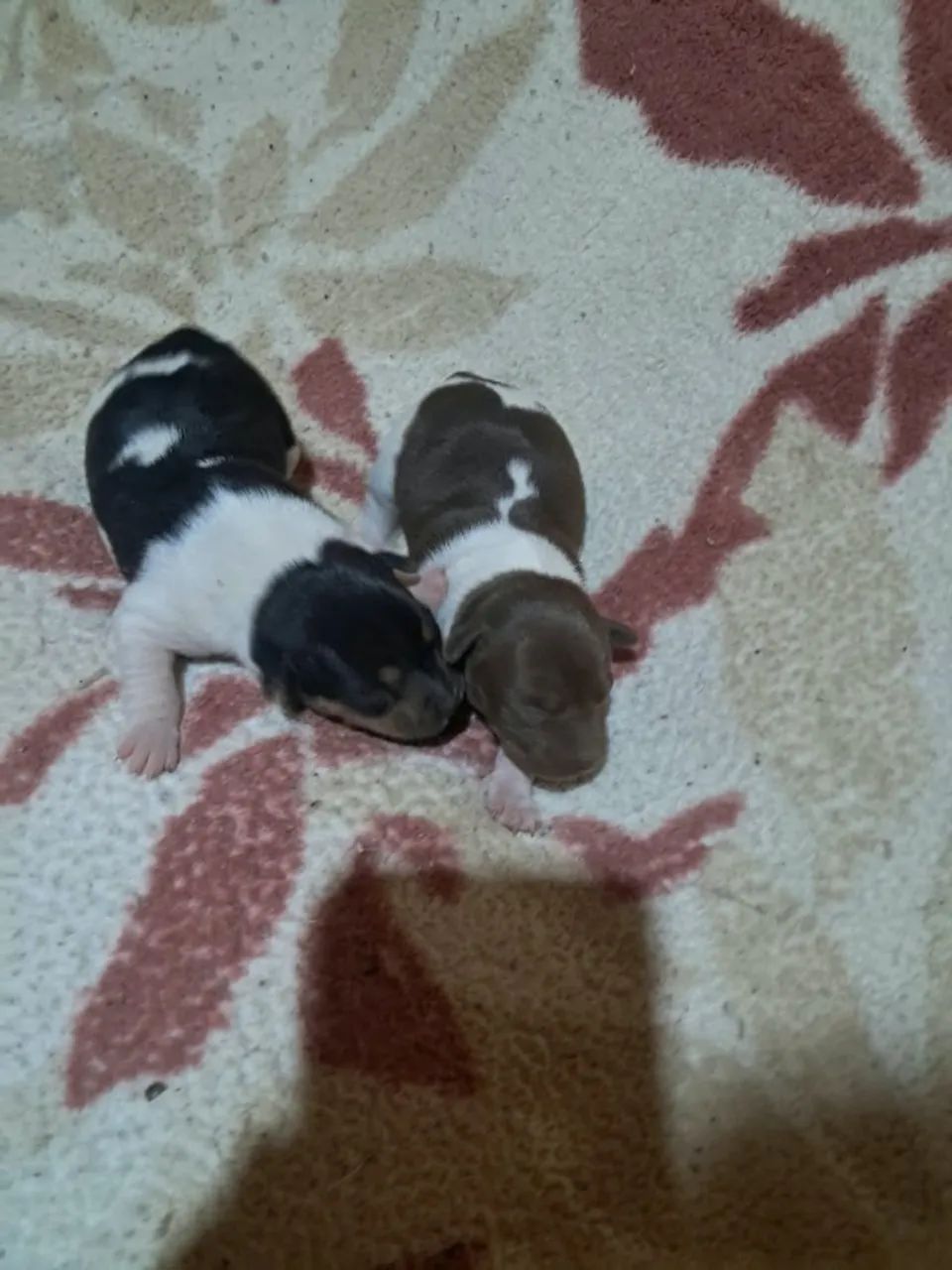 Terrier Brasileiro/Fox? - Foto 4