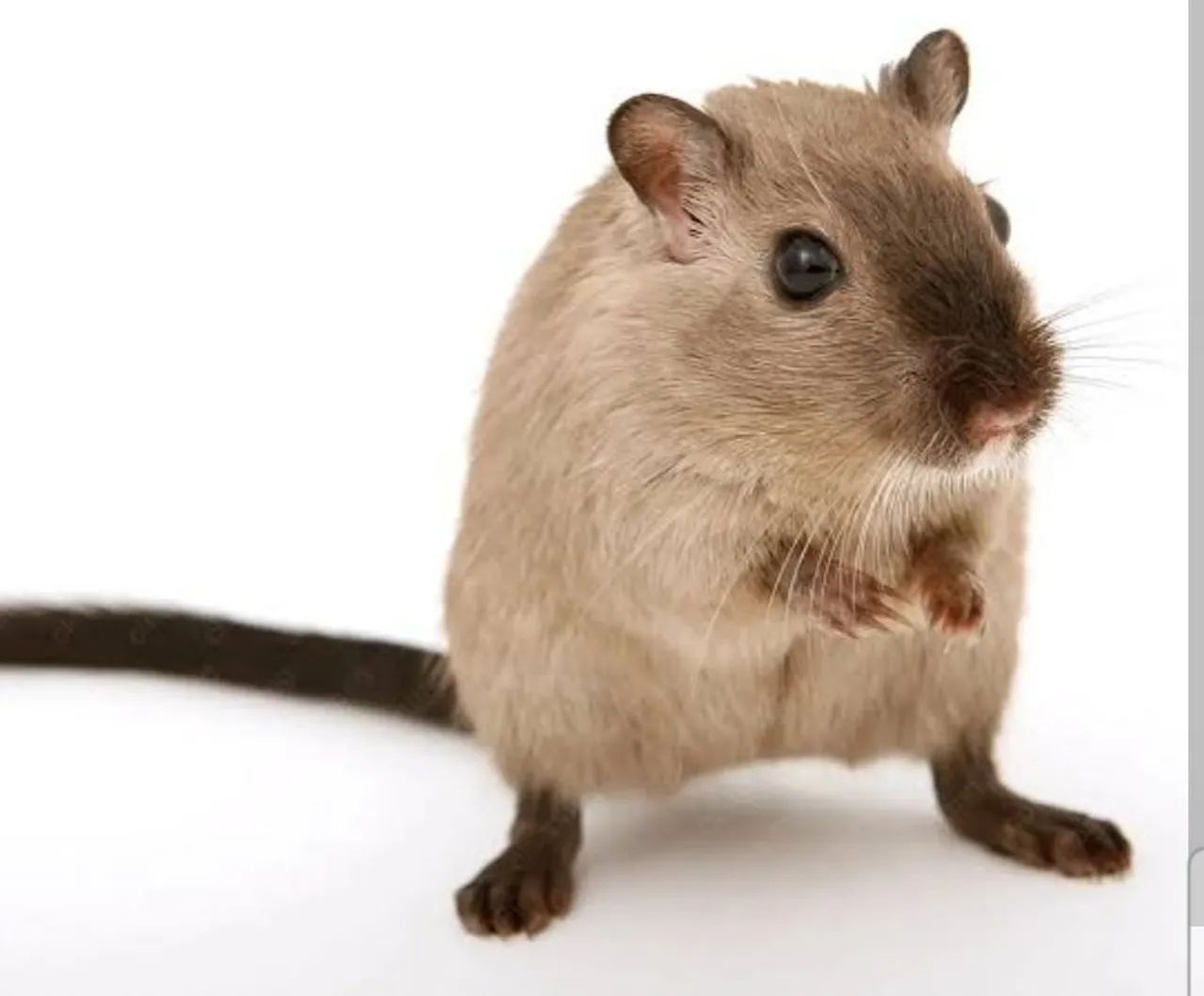 Filhotes de gerbil / esquilo da mongólia - Foto 2
