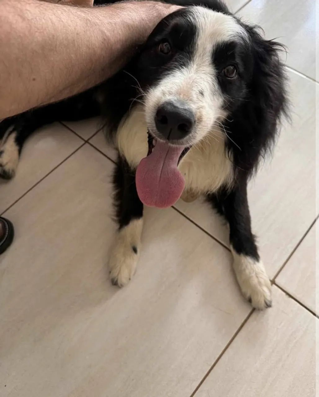 doação border collie  - Foto 2