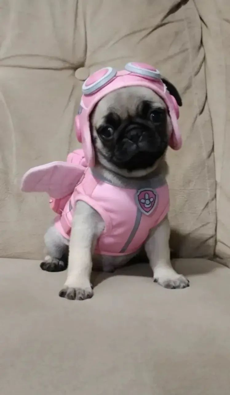 Filhotes de Pug - Foto 2
