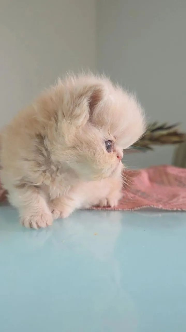 GATO PERSA - Foto 4