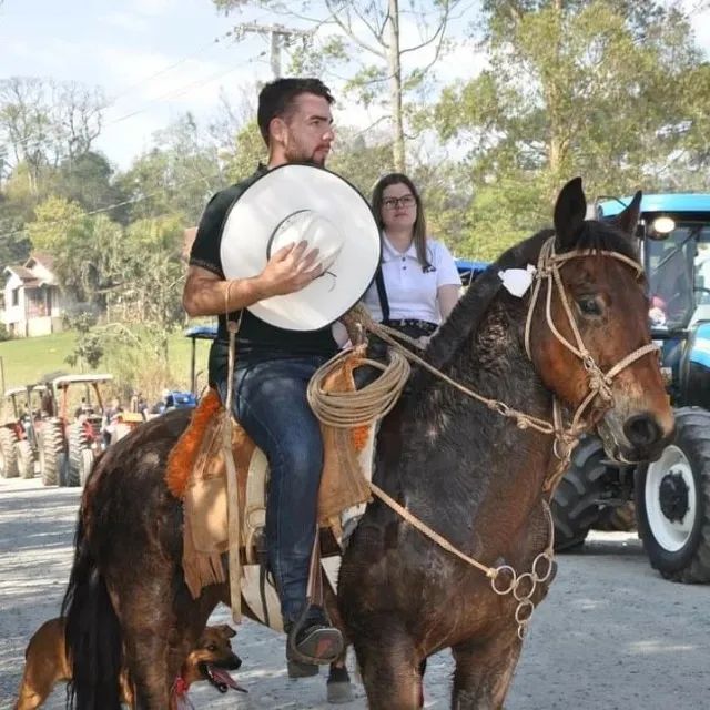 Cavalo crioulo
