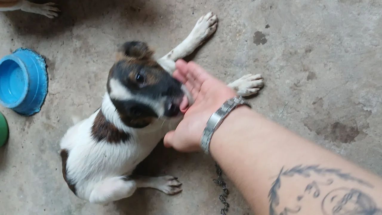 Adoção  - Foto 3