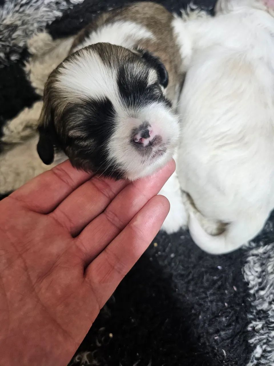Lhasa Apso à venda - Foto 2