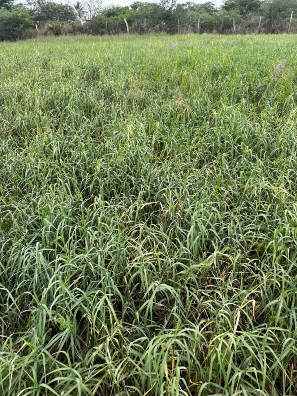Mudas de tifton  - Foto 2