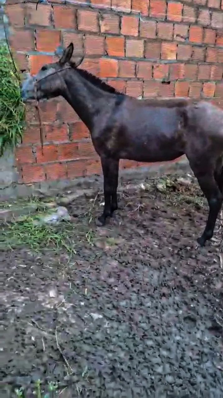 Burra mansa boa de sela - Foto 2