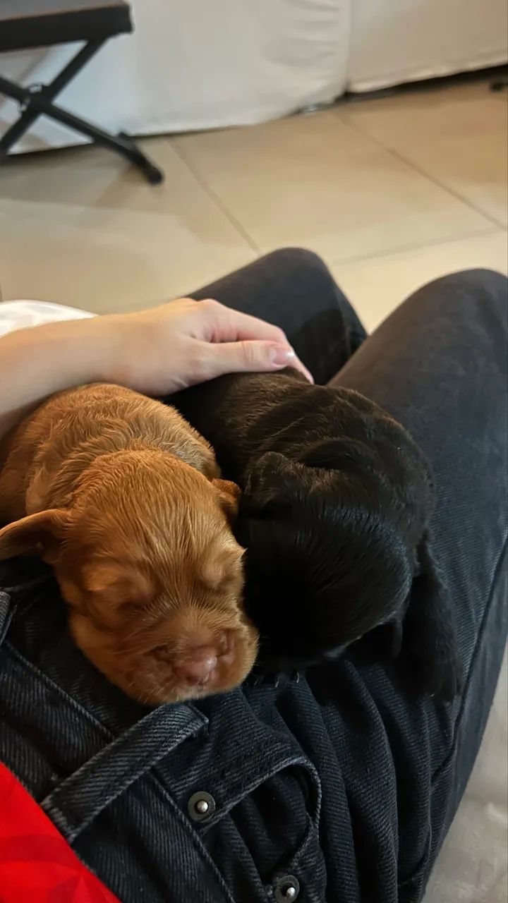 Filhotes de cocker spaniel - Foto 4