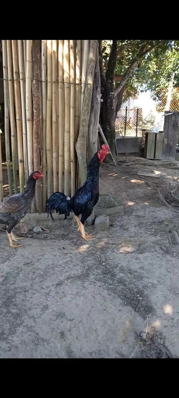 Galo indio
