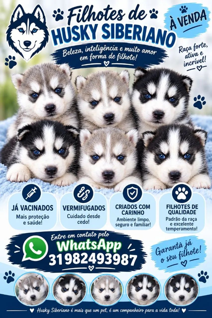 Filhotes de husky siberiano 
