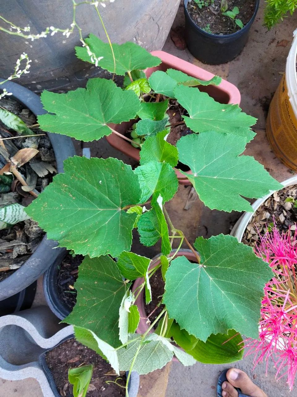 Muda de uva  - Foto 2
