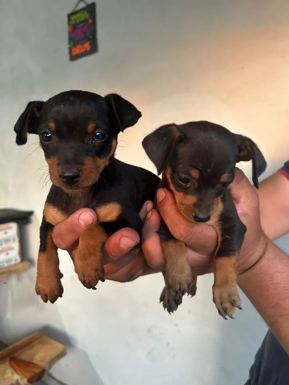 Pinscher 