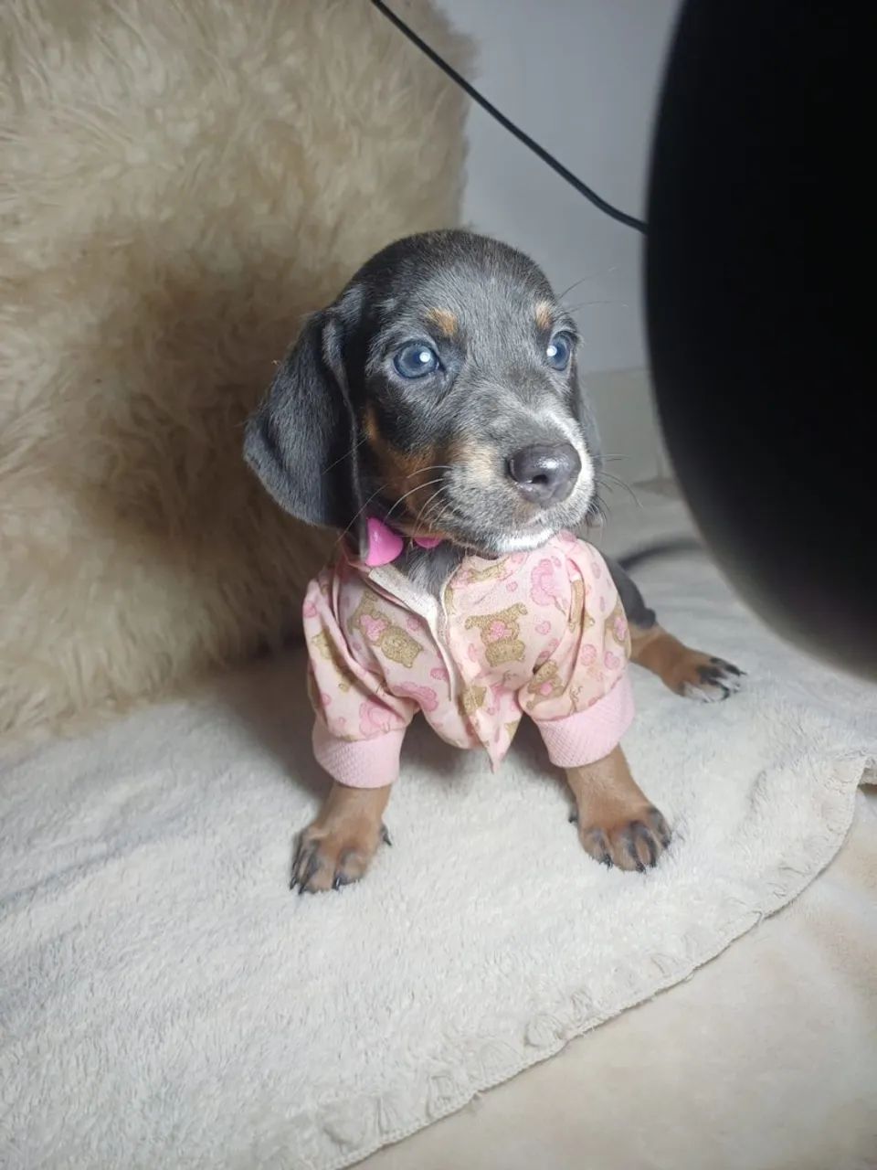Cachorro 