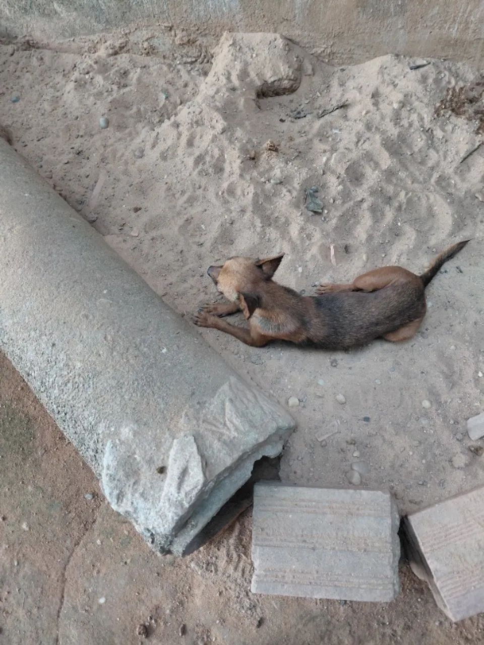 Pinscher fêmea - Foto 2