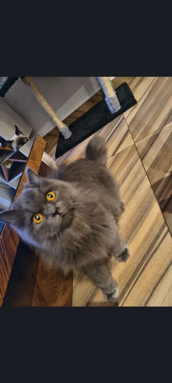 Gata Persa/Angorá 