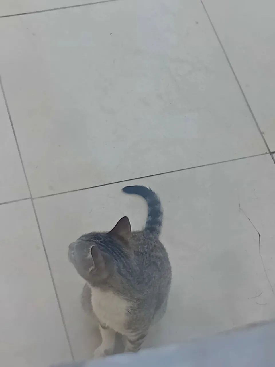 Doação de uma linda gatinha - Foto 5