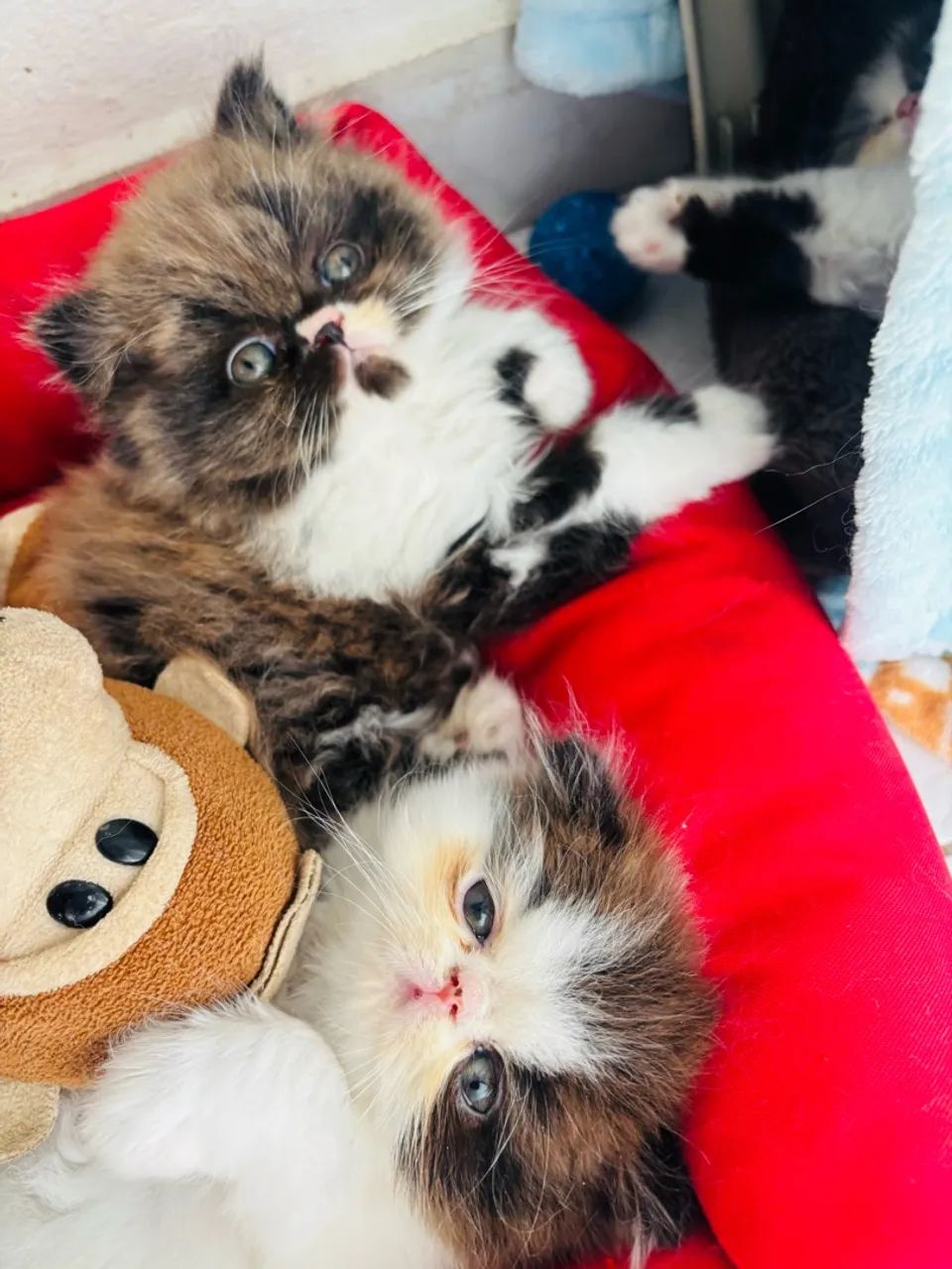 Lindo bebê gato persa! ? - Foto 3