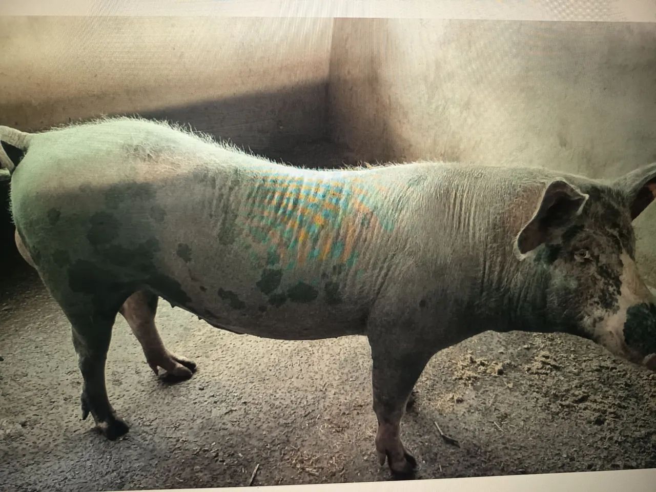 Leitões pietran belga - Foto 2