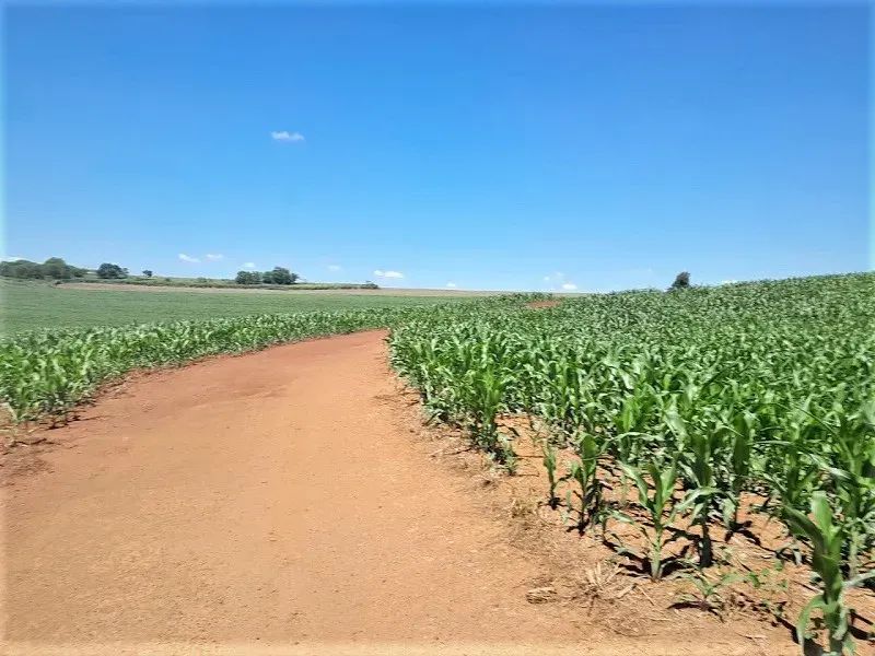 Área Rural de 36 Alqueires - Quinta do Sol - Pr - Foto 3